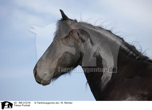 Friese Portrait / Friesian Horse Portrait / RR-37276