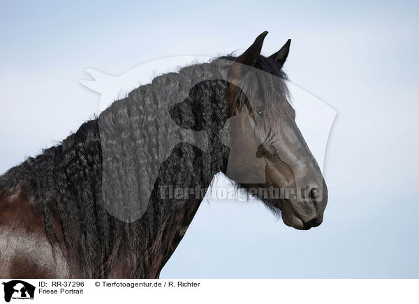 Friese Portrait / Friesian Horse Portrait / RR-37296