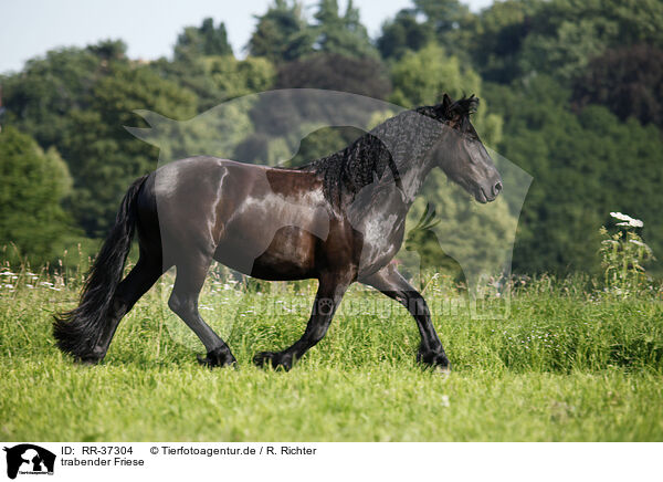 trabender Friese / trotting Friesian Horse / RR-37304