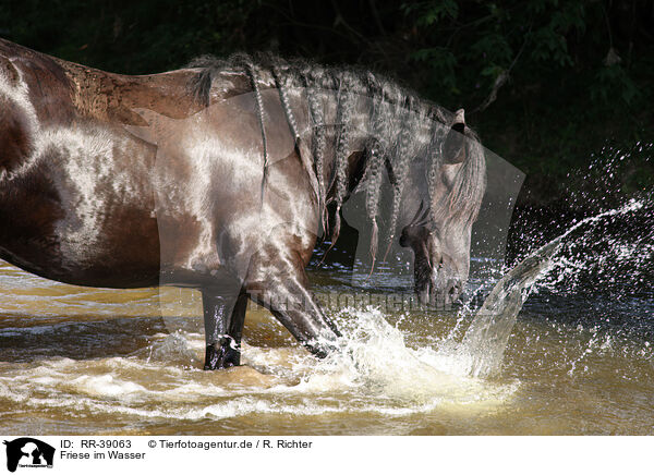 Friese im Wasser / friesian horse in water / RR-39063