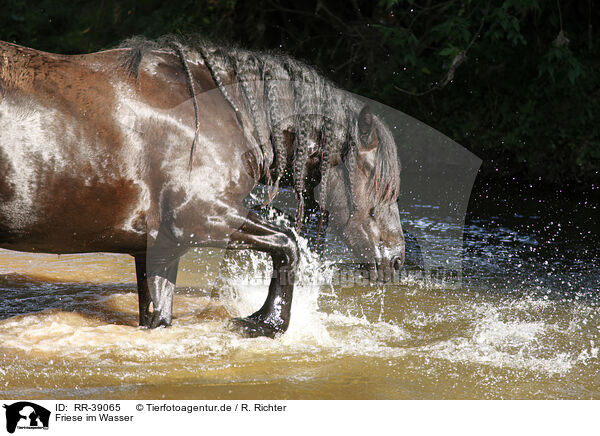 Friese im Wasser / friesian horse in water / RR-39065