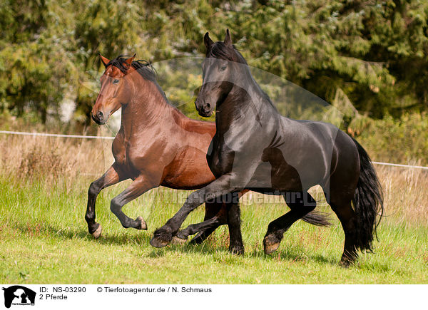 2 Pferde / 2 horses / NS-03290