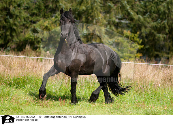 trabender Friese / trotting Friesian horse / NS-03292