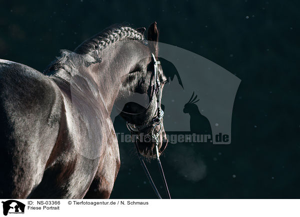 Friese Portrait / Frisian horse portrait / NS-03366