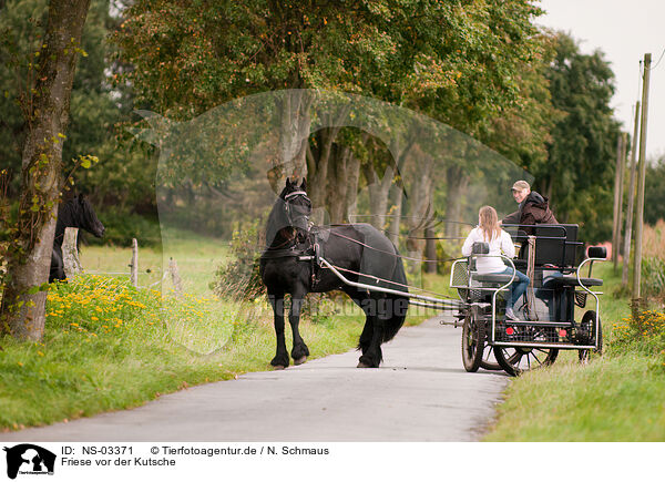 Friese vor der Kutsche / Frisian horse / NS-03371