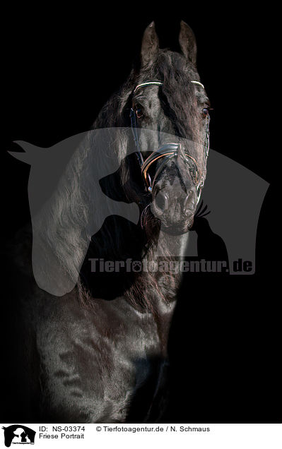 Friese Portrait / Frisian horse portrait / NS-03374