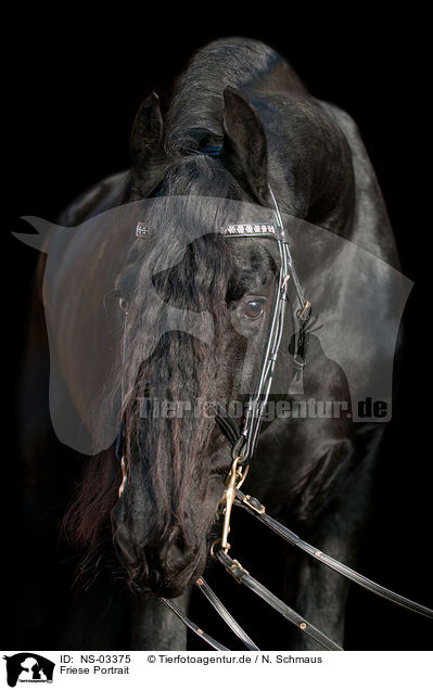 Friese Portrait / Frisian horse portrait / NS-03375