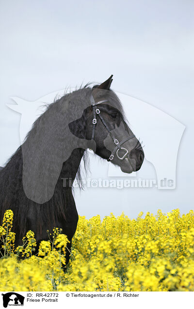 Friese Portrait / Frisian horse portrait / RR-42772