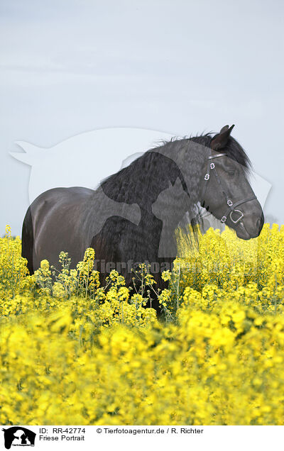 Friese Portrait / Frisian horse portrait / RR-42774