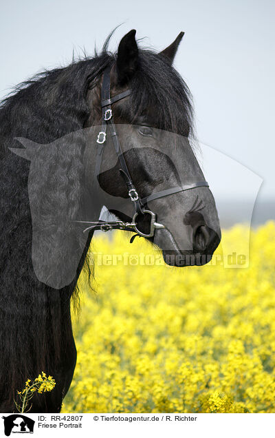 Friese Portrait / Frisian horse portrait / RR-42807