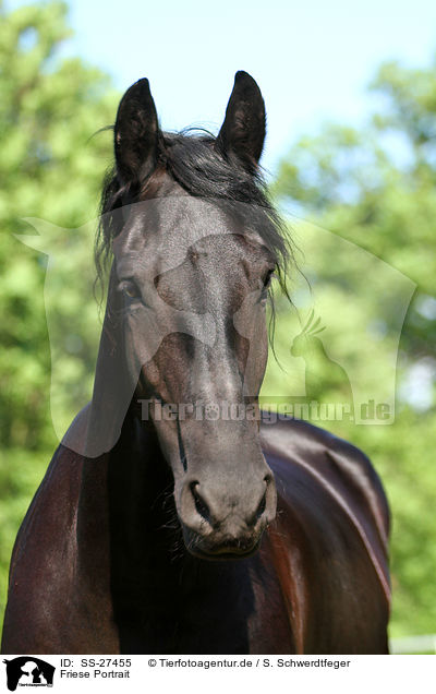 Friese Portrait / Frisian horse portrait / SS-27455