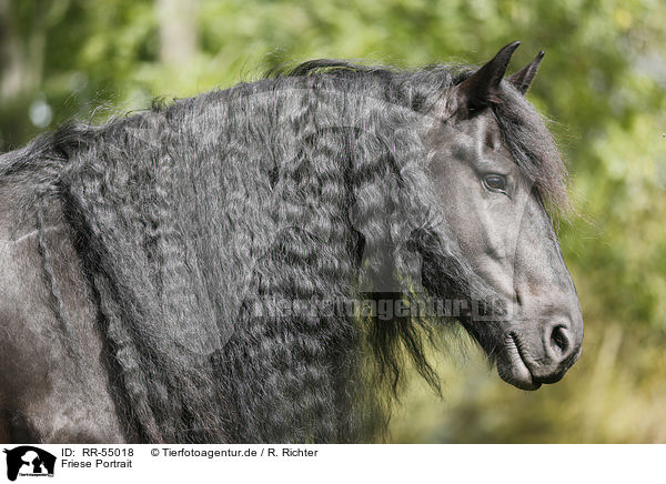 Friese Portrait / Friesian Horse Portrait / RR-55018
