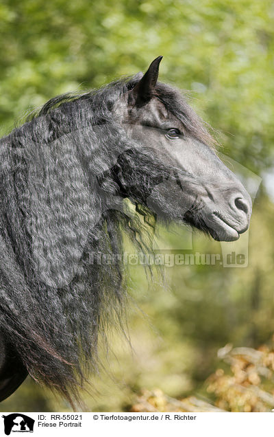 Friese Portrait / Friesian Horse Portrait / RR-55021