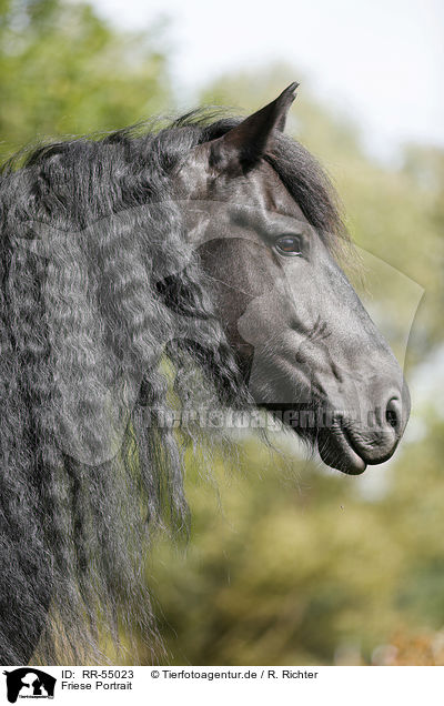 Friese Portrait / Friesian Horse Portrait / RR-55023