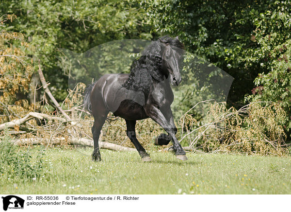 galoppierender Friese / galloping Friesian Horse / RR-55036