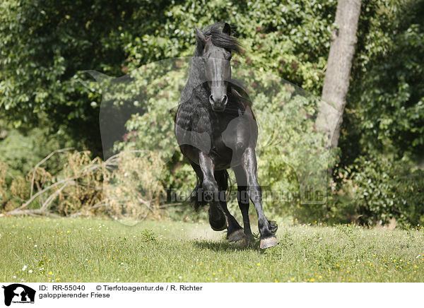 galoppierender Friese / galloping Friesian Horse / RR-55040