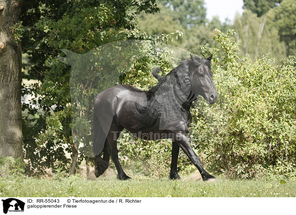 galoppierender Friese / galloping Friesian Horse / RR-55043
