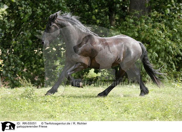 galoppierender Friese / galloping Friesian Horse / RR-55051