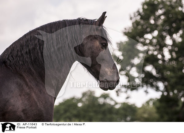 Friese Portrait / Frisian horse portrait / AP-11643