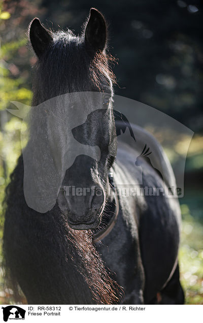 Friese Portrait / Friesian horse portrait / RR-58312