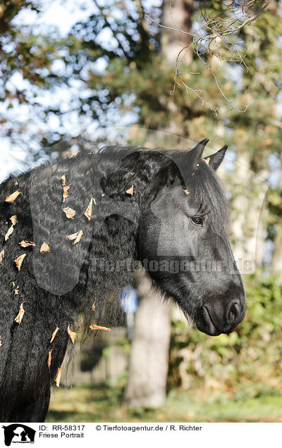Friese Portrait / Friesian horse portrait / RR-58317