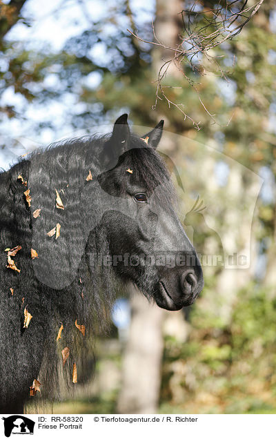 Friese Portrait / Friesian horse portrait / RR-58320