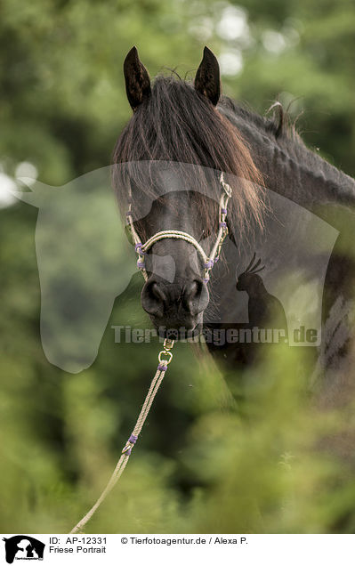 Friese Portrait / Frisian horse portrait / AP-12331