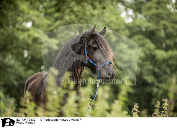 Friese Portrait / Frisian horse portrait / AP-12332