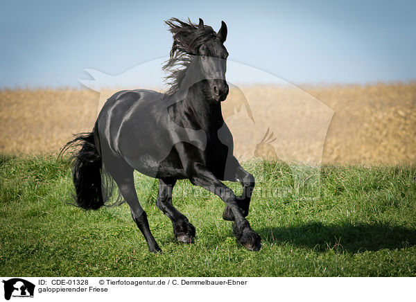 galoppierender Friese / galloping Frisian horse / CDE-01328