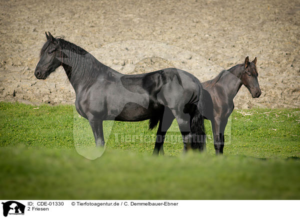 2 Friesen / 2 Frisian horses / CDE-01330