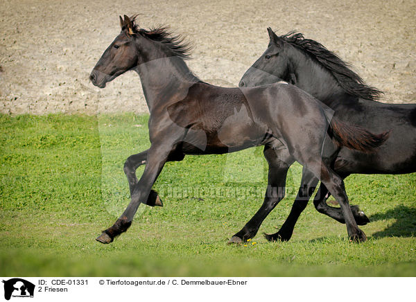 2 Friesen / 2 Frisian horses / CDE-01331
