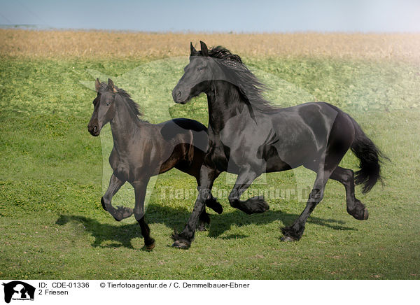 2 Friesen / 2 Frisian horses / CDE-01336