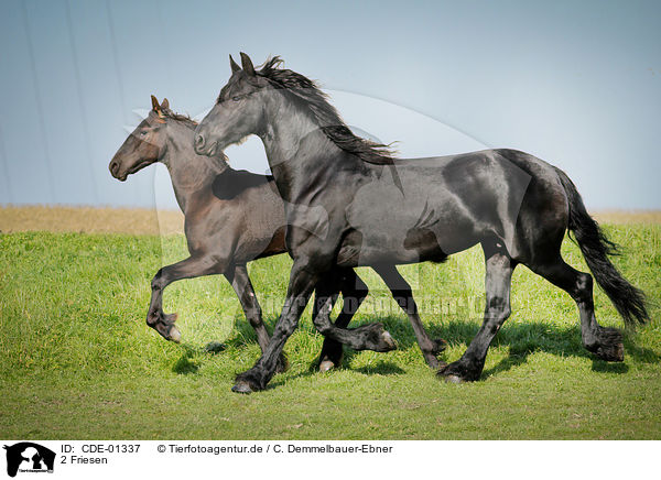 2 Friesen / 2 Frisian horses / CDE-01337
