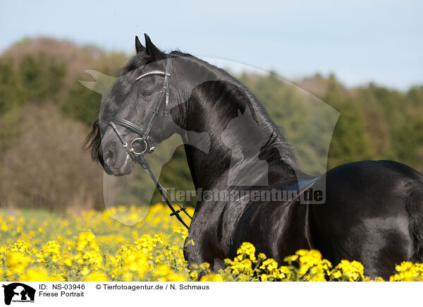 Friese Portrait / Friesian horse portrait / NS-03946