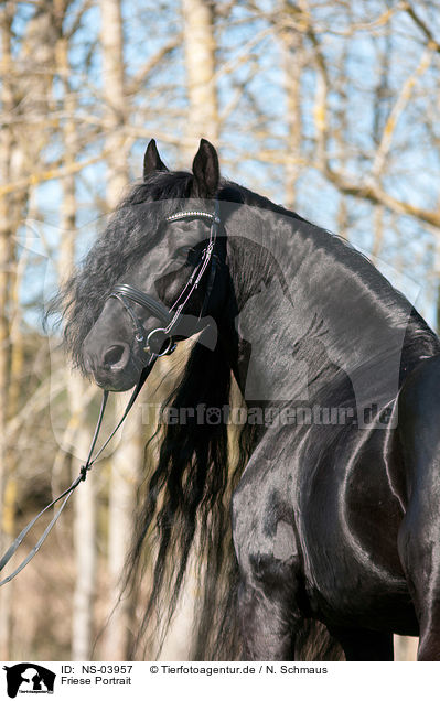 Friese Portrait / Friesian horse portrait / NS-03957