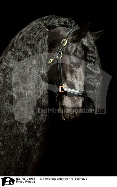 Friese Portrait / Friesian horse portrait / NS-03968