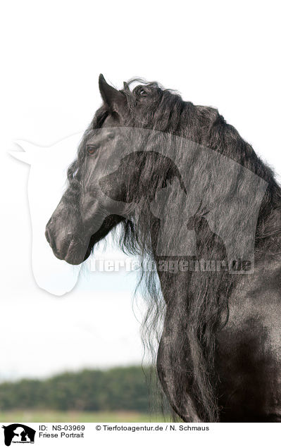 Friese Portrait / Friesian horse portrait / NS-03969
