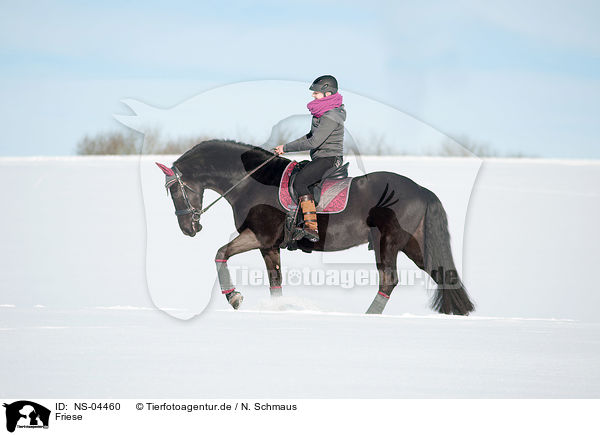 Friese / Friesian Horse / NS-04460