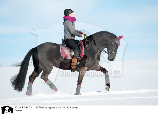 Friese / Friesian Horse / NS-04462