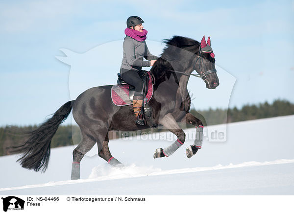 Friese / Friesian Horse / NS-04466