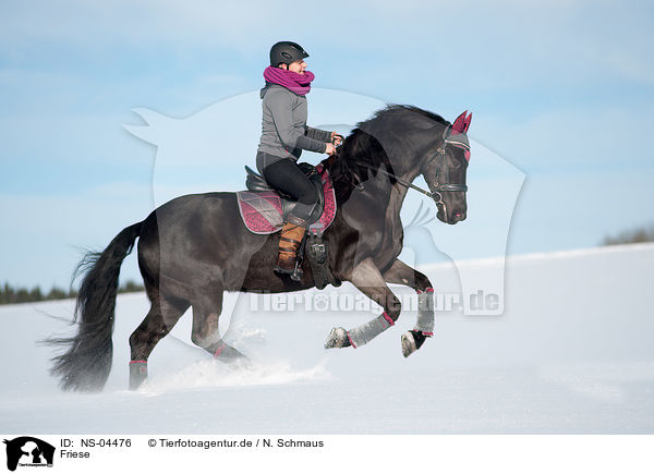 Friese / Friesian Horse / NS-04476