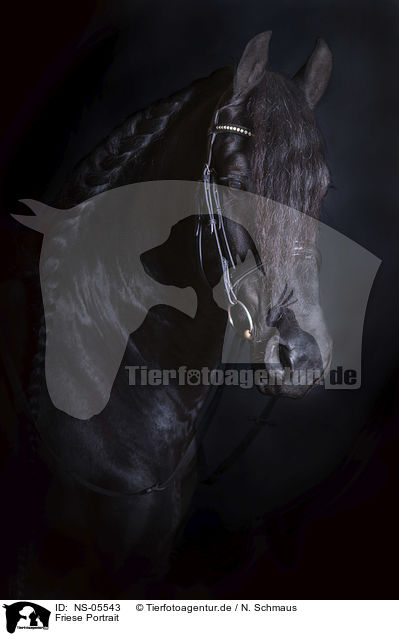 Friese Portrait / Friesian Horse portrait / NS-05543