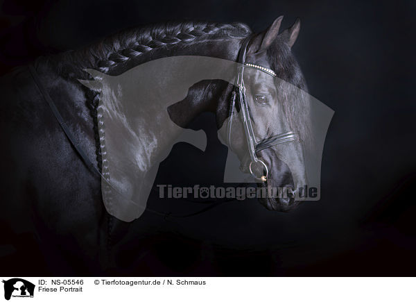 Friese Portrait / Friesian Horse portrait / NS-05546