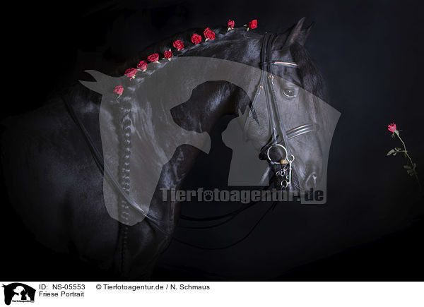 Friese Portrait / Friesian Horse portrait / NS-05553