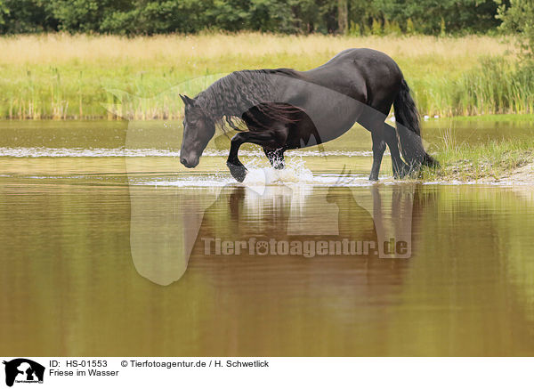 Friese im Wasser / Frisian Horse in the water / HS-01553