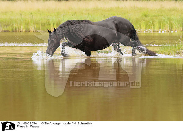Friese im Wasser / Frisian Horse in the water / HS-01554