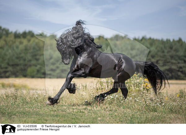 galoppierender Friese Hengst / galloping Friesian stallion / VJ-03506