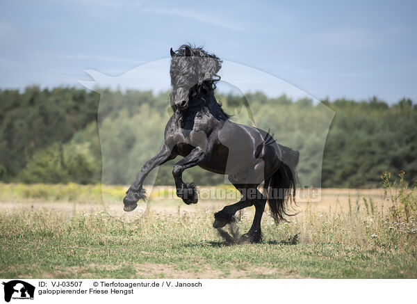 galoppierender Friese Hengst / galloping Friesian stallion / VJ-03507