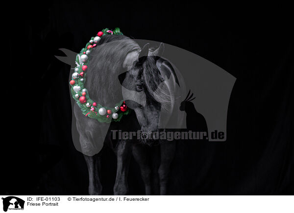 Friese Portrait / Frisian horse portrait / IFE-01103