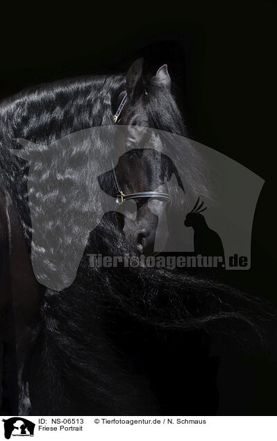 Friese Portrait / Friesian Horse Portrait / NS-06513
